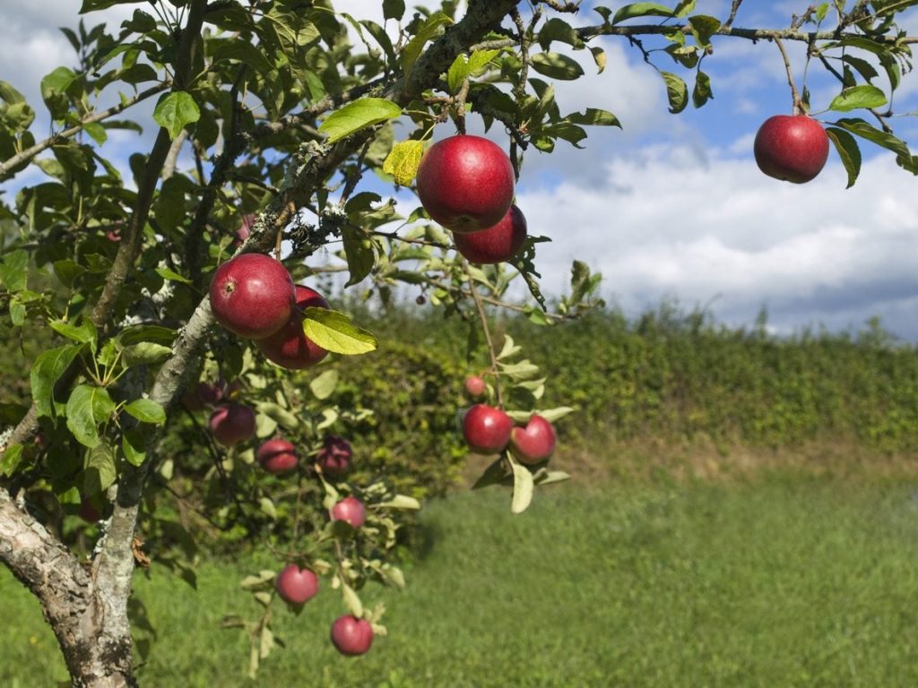 When to Plant Apple Trees Zone 8