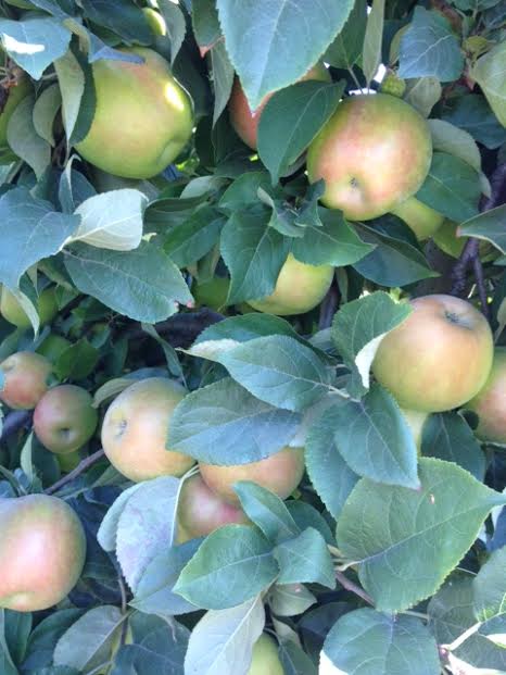 When are Honeycrisp Apples in Season