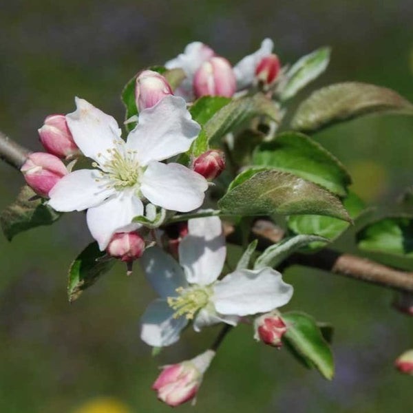 when-do-honeycrisp-apple-trees-flower-and-produce-fruits-fruits-gardener