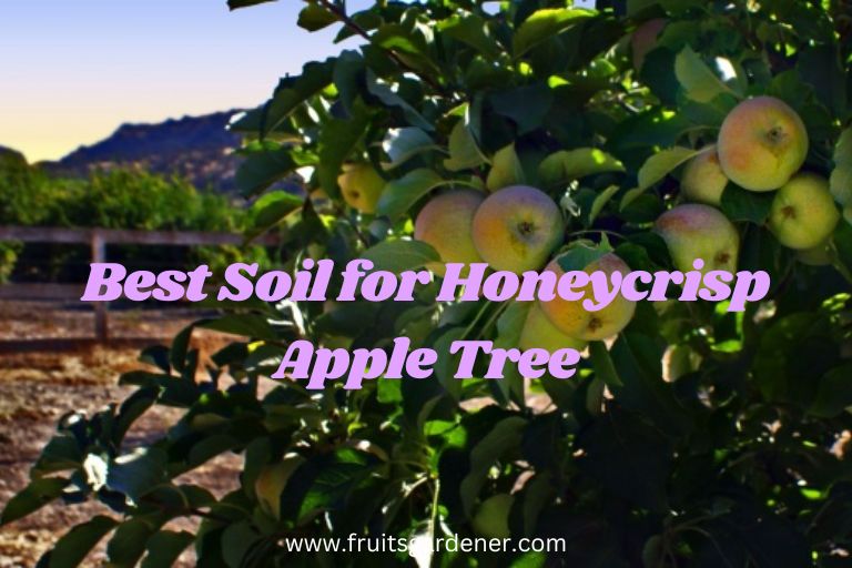 Best Soil for Honeycrisp Apple Tree