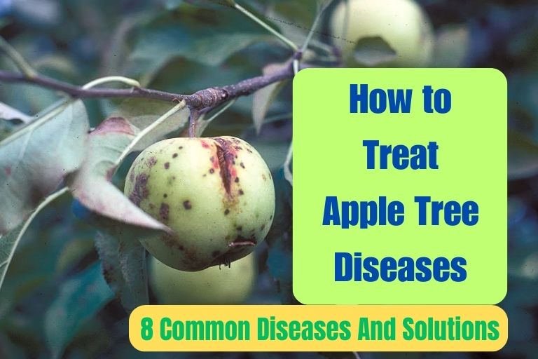 How to Treat Apple Tree Diseases