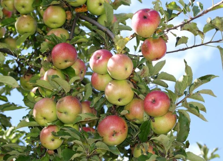 When Do Apple Trees Produce Fruit Fruits Gardener when-do-apple-trees-produce-fruit-fruits-gardener