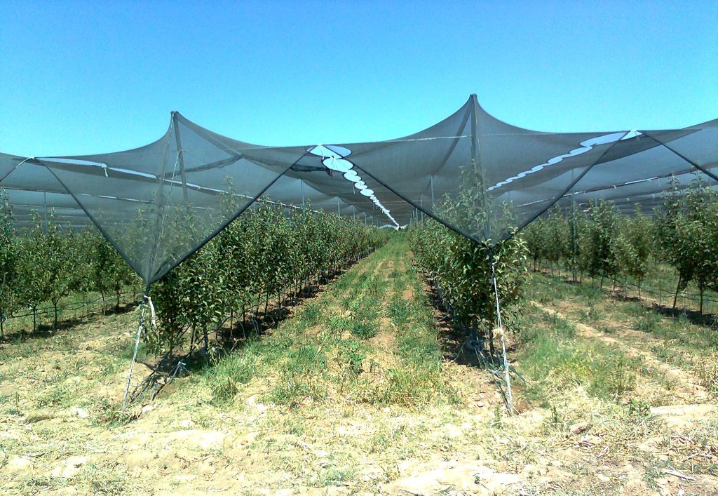 When is the best time to plant apple tree