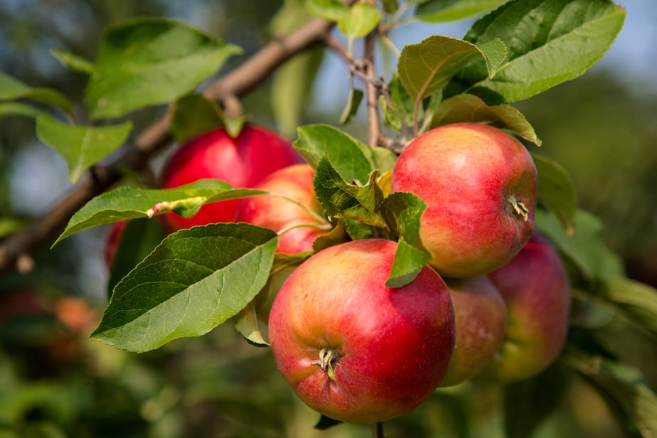 how-long-do-apple-trees-live-apple-tree-life-span