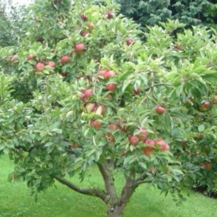 How Fast Do Honeycrisp Apple Trees Grow