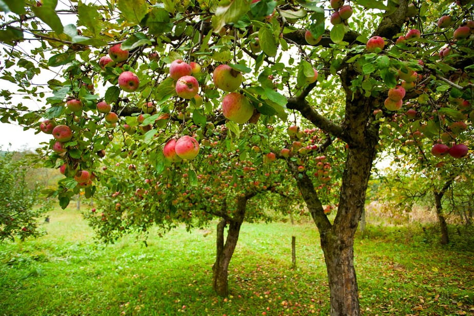 How Far Apart to Plant Apple Trees