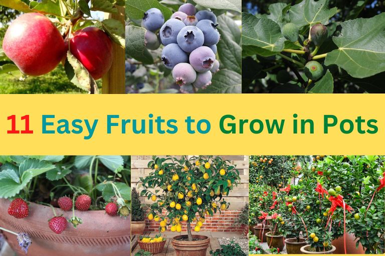 Easy Fruits to Grow in Pots
