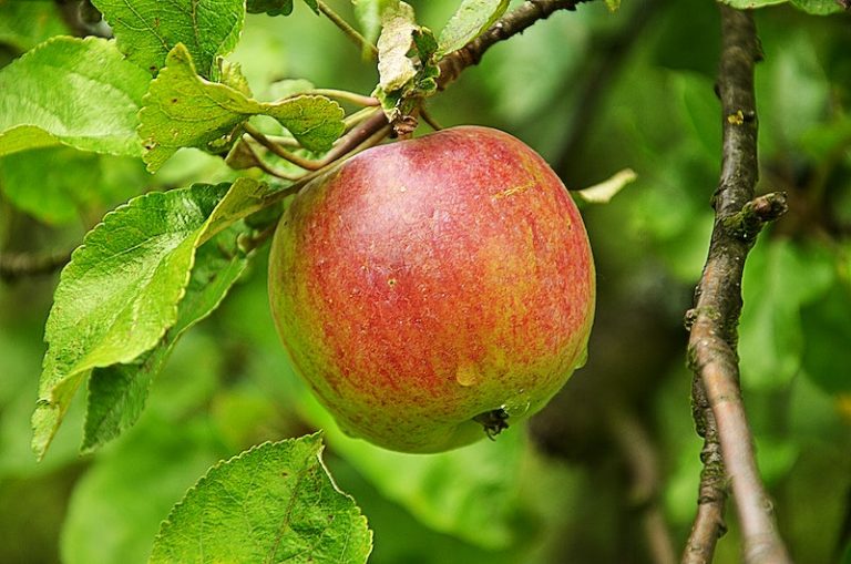 When to Fertilize Apple Trees 3 Useful Tips