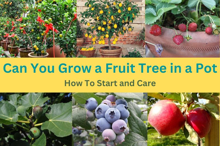 Can You Grow a Fruit Tree in a Pot