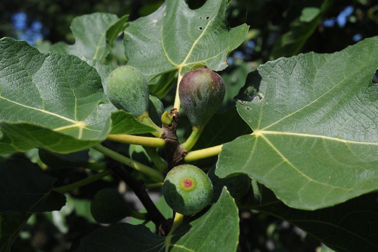 8 Fruit Trees for Zone 9B California Ideal Fruit Trees