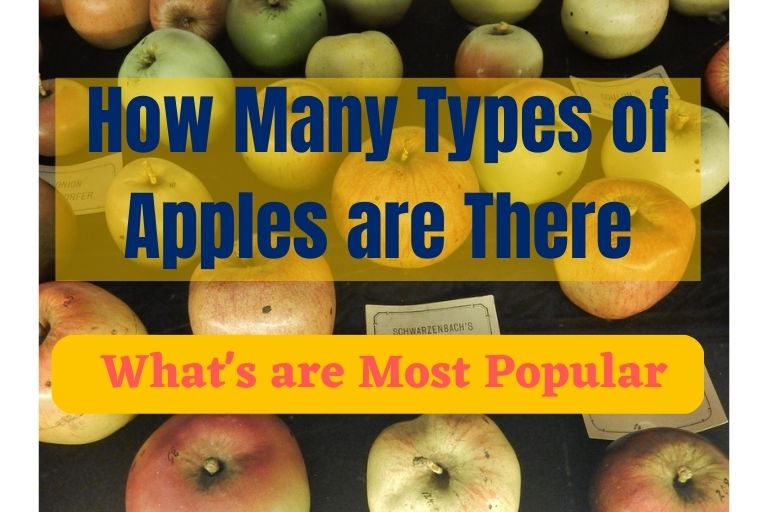 How Many Types of Apples are There