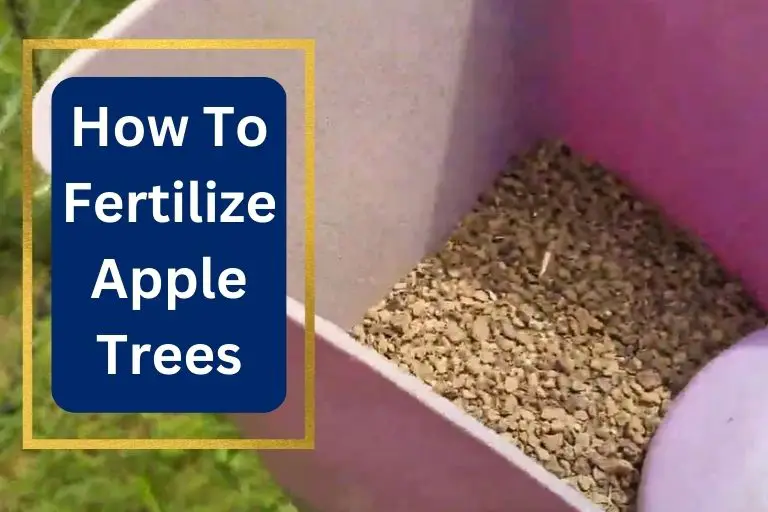 How To Fertilize Apple Trees 5 Step By Step Easy Guideline