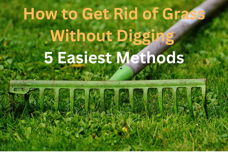 How to Get Rid of Grass Without Digging