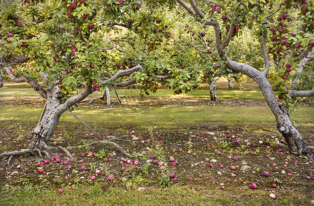When to Spray Apple Trees for Worms, when to spray apple trees for worms, when to spray fruit trees for worms, when to spray apple trees to prevent worms, when do i spray fruit trees for worms, when should i spray my apple trees for worms, how often to spray apple trees for worms, what to use on apple trees for worms