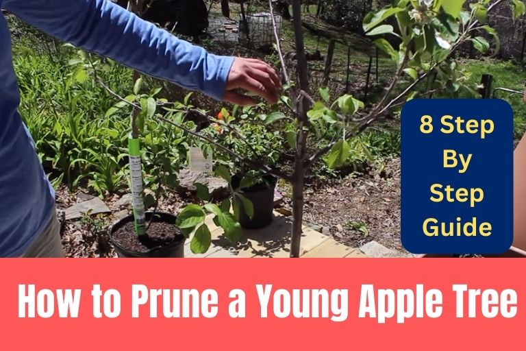 How to Prune a Young Apple Tree - 8 Easy Steps To Follow