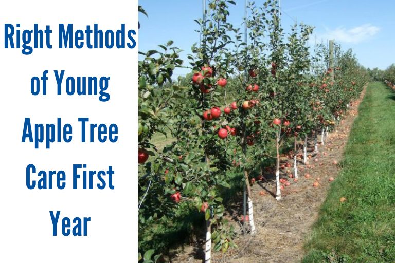 apple tree care first year