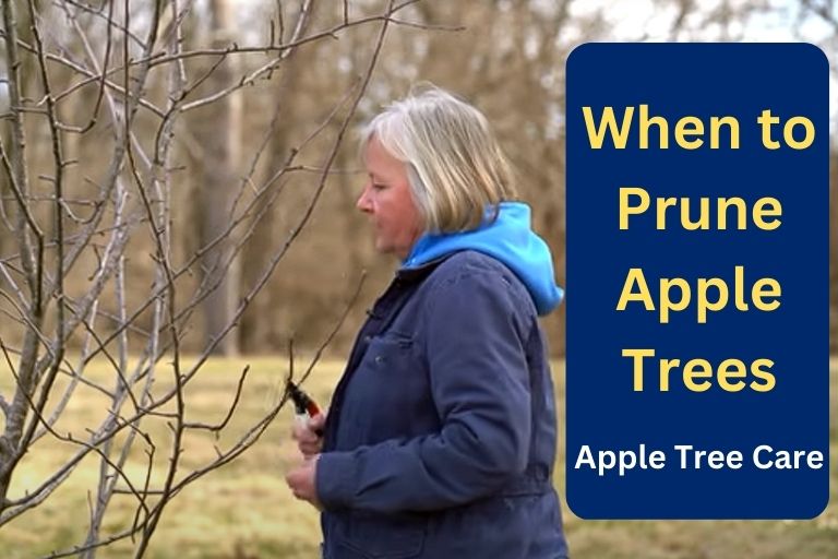 When to Prune Apple Trees