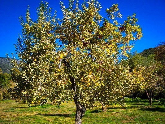 Golden Delicious Apple Tree Care