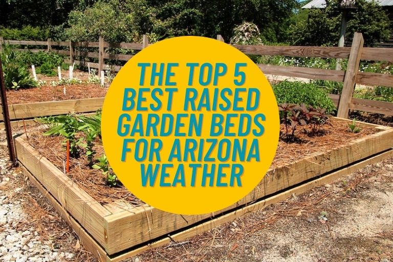 Best Raised Garden Beds For Arizona