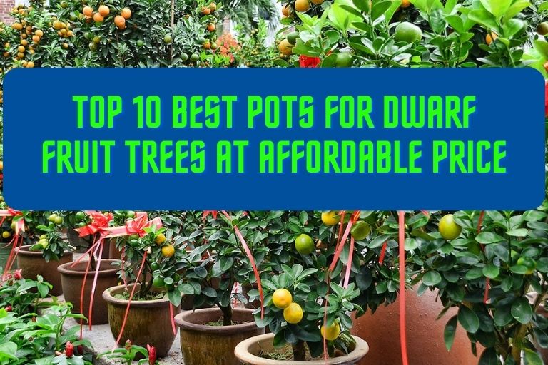 Best Pots for Dwarf Fruit Trees