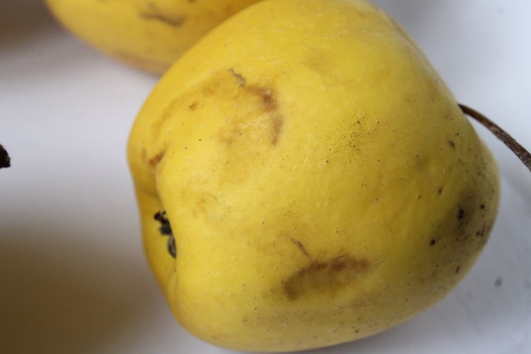 Do Apples Go Bad In The Fridge 4 Factors that Affect