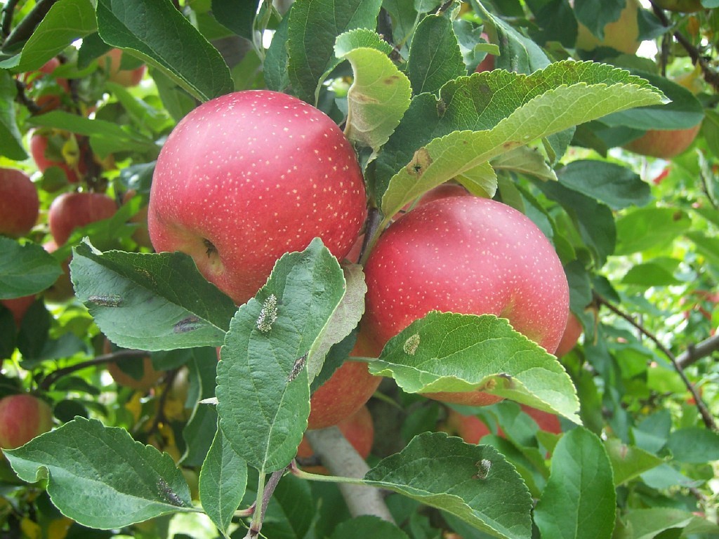 How To Make Apple Trees Grow Faster 5 Easy Steps With Tips how-to-make-apple-trees-grow-faster-5-easy-steps-with-tips
