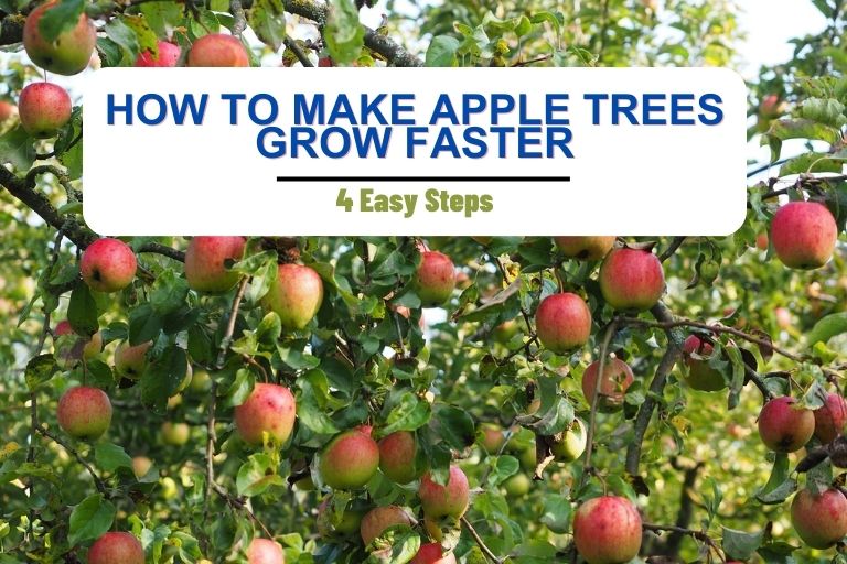 How To Make Apple Trees Grow Faster 5 Easy Steps With Tips how-to-make-apple-trees-grow-faster-5-easy-steps-with-tips
