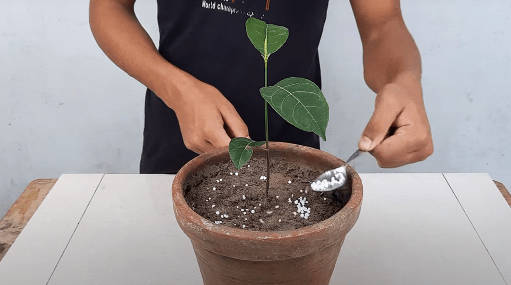 How And When to Apply Fertilizer to Make Trees Grow Fast 6 Steps For Success