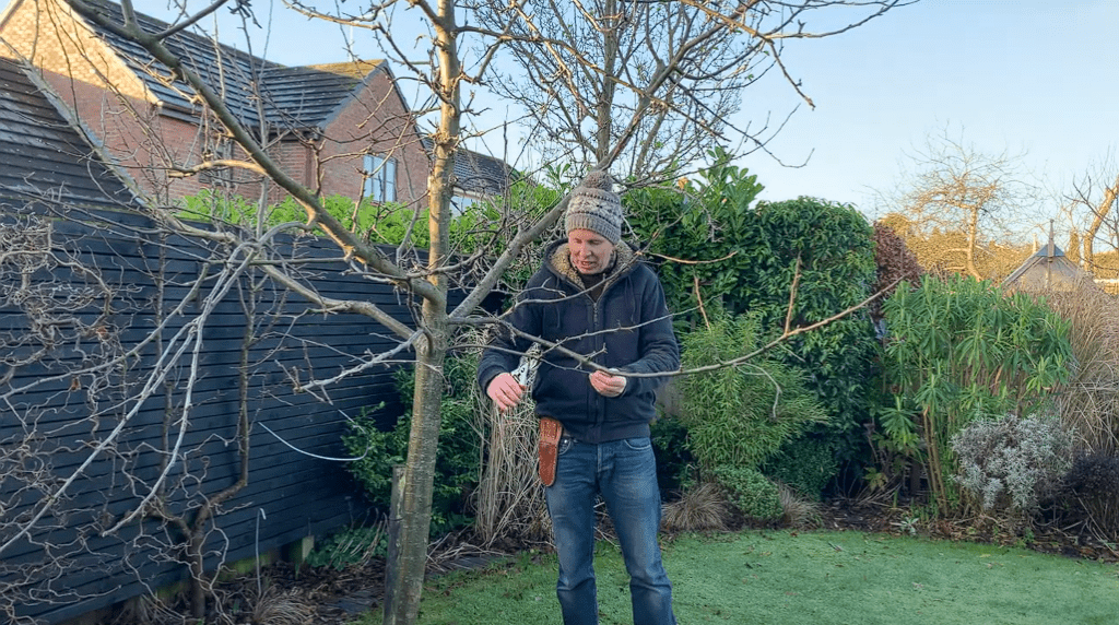 How To Make Apple Trees Grow Faster 5 Easy Steps With Tips how-to-make-apple-trees-grow-faster-5-easy-steps-with-tips