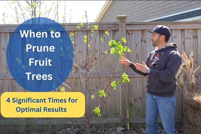 When to Prune Fruit Trees, when is it too late to prune fruit trees, when to prune fruit trees in northern California, pruning fruit trees in summer, when to prune apricot trees in California, when to prune fruit trees in southern California, fruit tree pruning diagram, when to prune fruit trees zone 5, when to prune fruit trees zone 7, how to prune fruit trees,