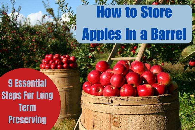 How to Store Apples in a Barrel