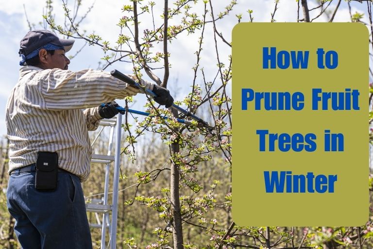 How to Prune Fruit Trees in Winter - 10 Easy Steps To Follow