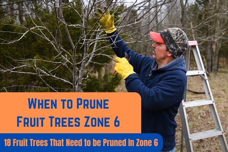 When to Prune Fruit Trees Zone 6