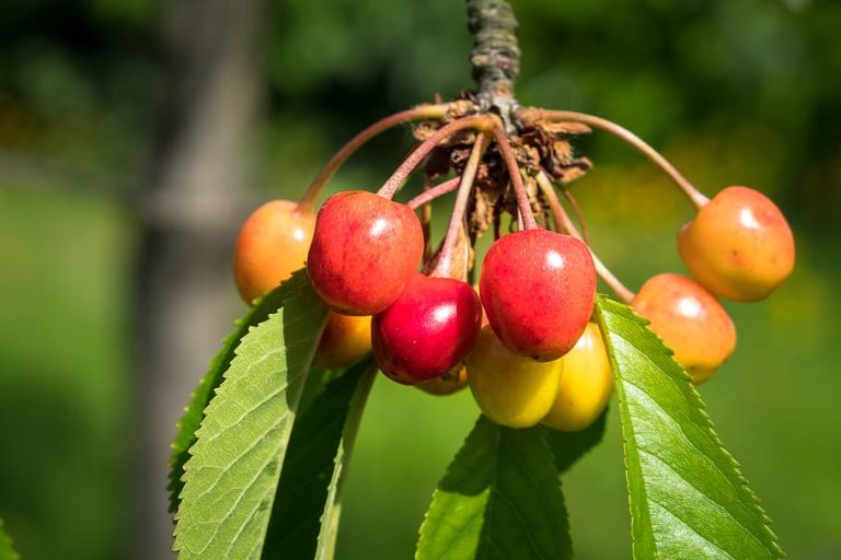 When to Prune Fruit Trees Zone 6 A Quick And Easy Guide