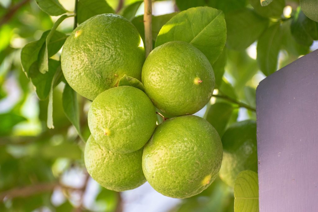 When to Prune Fruit Trees Zone 6 A Quick And Easy Guide