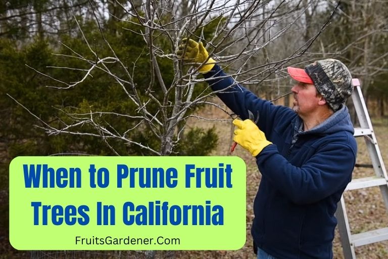When to Prune Fruit Trees California