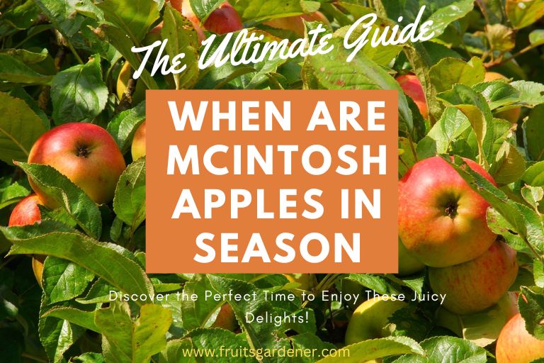 When are McIntosh Apples in Season