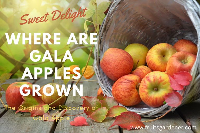 Where Are Gala Apples Grown