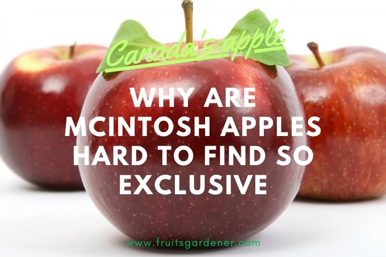 Why Are Mcintosh Apples Hard to Find