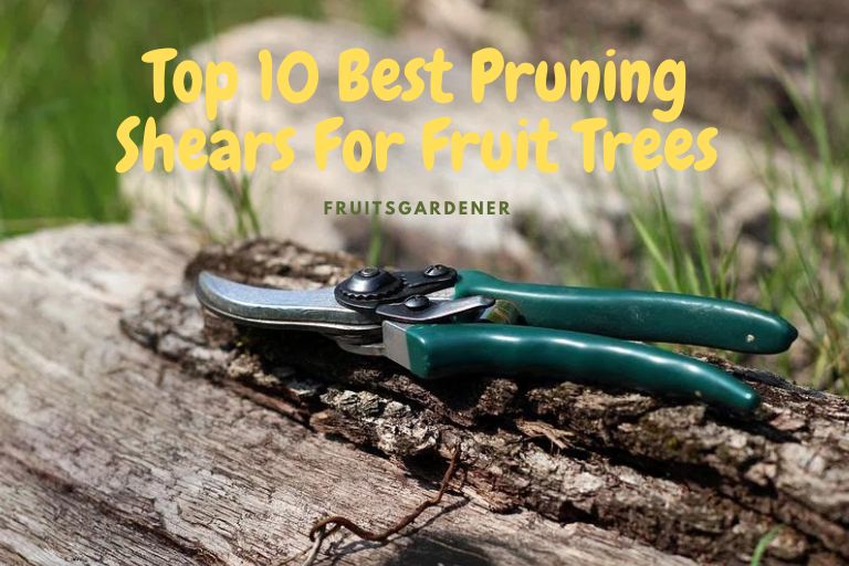 Best Pruning Shears For Fruit Trees